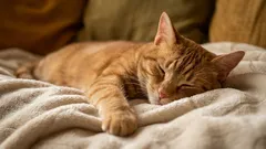 Unde le place de fapt pisicilor să doarmă: 5 locuri — și nu este vorba de un pat